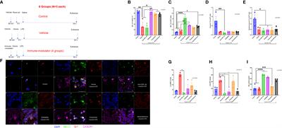 Modulation of low-dose ozone and LPS exposed acute mouse lung inflammation by IF1 mediated ATP hydrolysis inhibitor, BTB06584